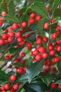 Foster's No. 2 Holly - 3 Gallon Pot