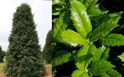 Mary Nell Holly - 6 Pack Of 1 Gallon Pots -OLALA Plant Shop Holly Mary Nell