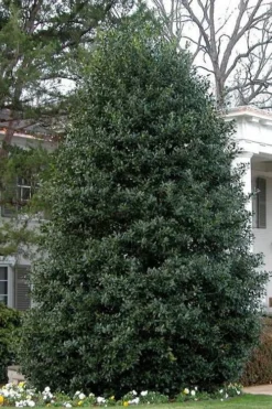 Nellie R. Stevens Holly - 3 Gallon Pot -OLALA Plant Shop Holly Nellie Stephens 10 3