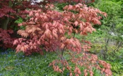 Amber Ghost Japanese Maple - 3 Gallon Pot -OLALA Plant Shop Japanese Maple Amber Ghost 6