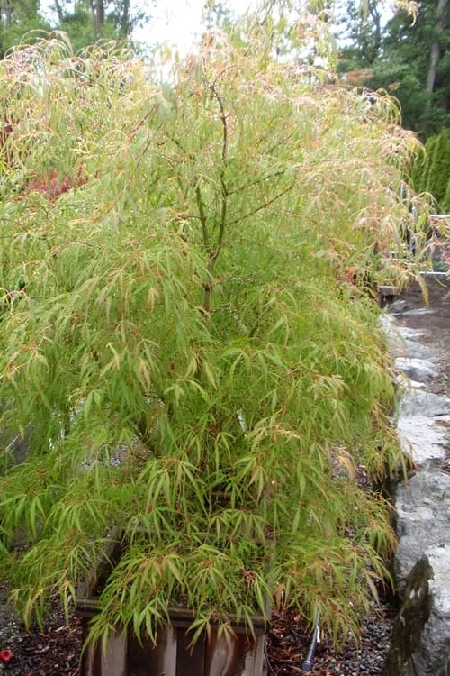 Aoyagi Gawa Strapleaf Japanese Maple - 1 Gallon Pot 4 Aoyagi Gawa Strapleaf Japanese Maple - 1 Gallon Pot - Image 4