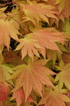Autumn Moon Japanese Maple - 3 Gallon Pot (2.5 To 3.5') -OLALA Plant Shop Japanese Maple Autumn Moon 3 1