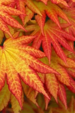 Autumn Moon Japanese Maple - 5 Gallon Pot (3-4') -OLALA Plant Shop Japanese Maple Autumn Moon 4 2