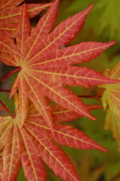Autumn Moon Japanese Maple - 3 Gallon Pot (2.5 To 3.5') -OLALA Plant Shop Japanese Maple Autumn Moon 5 1