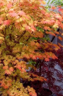 Autumn Moon Japanese Maple - 3 Gallon Pot (3-3.5') -OLALA Plant Shop Japanese Maple Autumn Moon 7 3