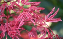 Beni Fushigi Japanese Maple - 1 Gallon Pot -OLALA Plant Shop Japanese Maple Beni Fushigi 3