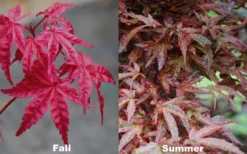 Beni Fushigi Japanese Maple - 1 Gallon Pot -OLALA Plant Shop Japanese Maple Beni Fushigi 5