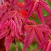 Beni Fushigi Japanese Maple - 1 Gallon Pot