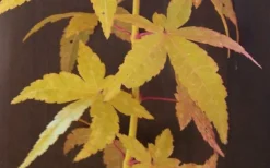 Bihou Yellow Bark Japanese Maple - 1 Gallon Pot 9 Bihou Yellow Bark Japanese Maple - 1 Gallon Pot -OLALA Plant Shop Japanese Maple Bihou Yellow Bark 1
