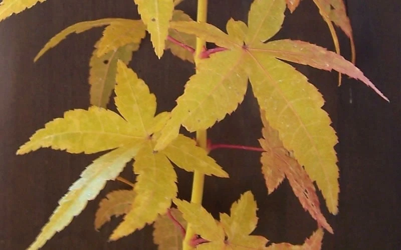 Bihou Yellow Bark Japanese Maple - 1 Gallon Pot 4 Bihou Yellow Bark Japanese Maple - 1 Gallon Pot - Image 4