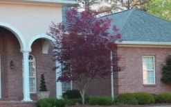 Bloodgood Red Leaf Japanese Maple - 2 Gallon Pot -OLALA Plant Shop Japanese Maple Bloodgood 2 1