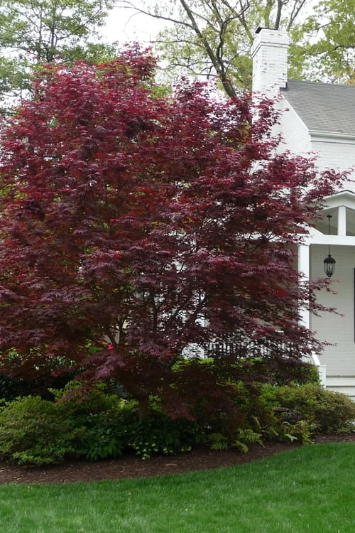 Bloodgood Red Leaf Japanese Maple - 5 Gallon Pot (4-5') 4 Bloodgood Red Leaf Japanese Maple - 5 Gallon Pot (4-5') - Image 4