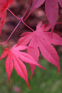 Bloodgood Red Leaf Japanese Maple - 7 Gallon Pot (4-5') -OLALA Plant Shop Japanese Maple Boodgood 22 4
