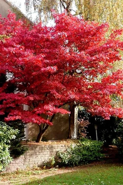 Bloodgood Red Leaf Japanese Maple - 5 Gallon Pot (6-7') 6 Bloodgood Red Leaf Japanese Maple - 5 Gallon Pot (6-7') - Image 6