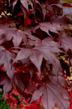 Bloodgood Red Leaf Japanese Maple - 7 Gallon Pot (4-5') -OLALA Plant Shop Japanese Maple Boodgood 24 4