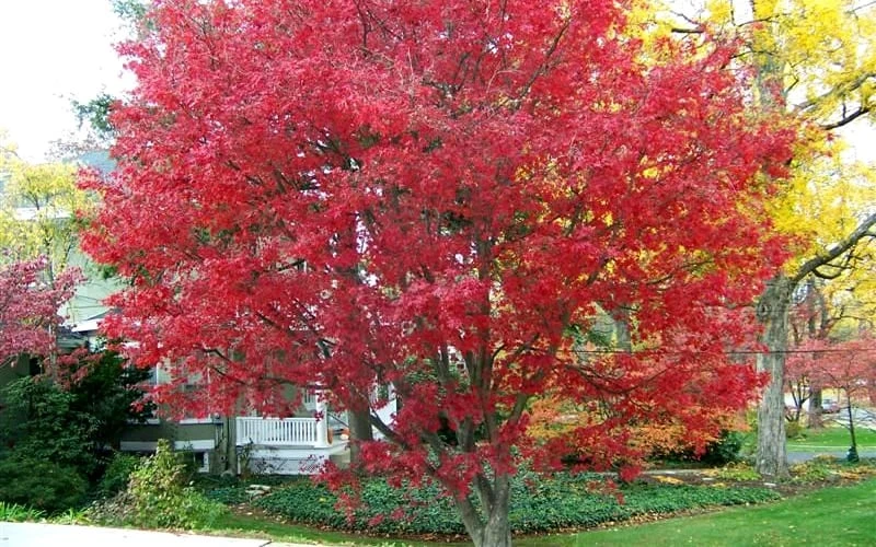 Burgundy Lace Japanese Maple - 2 Gallon Pot 5 Burgundy Lace Japanese Maple - 2 Gallon Pot - Image 5