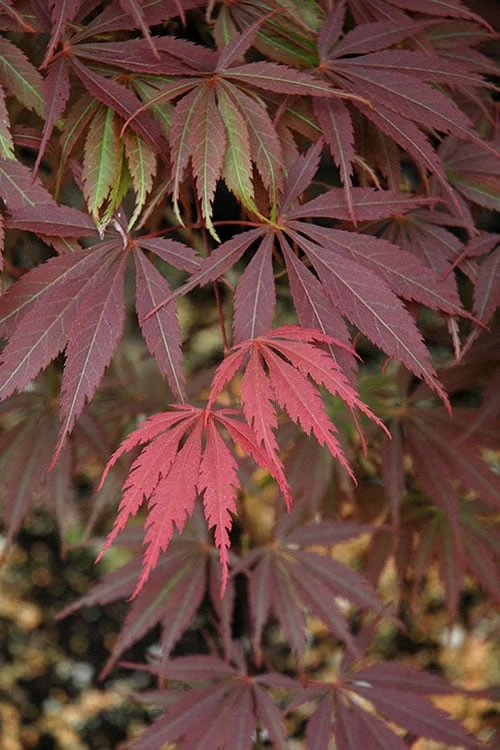Burgundy Lace Japanese Maple - 2 Gallon Pot 1 Burgundy Lace Japanese Maple - 2 Gallon Pot