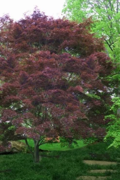 Burgundy Lace Japanese Maple - 5 Gallon Pot 8 Burgundy Lace Japanese Maple - 5 Gallon Pot -OLALA Plant Shop Japanese Maple Burgundy Lace 4 1