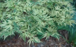 Butterfly Japanese Maple - 2 Gallon Pot -OLALA Plant Shop Japanese Maple Butterfly 3 1