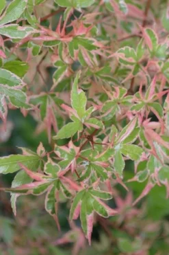Butterfly Japanese Maple - 3 Gallon Pot -OLALA Plant Shop Japanese Maple Butterfly 4 2