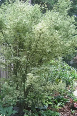 Orido Nishiki Pink Variegated Japanese Maple - 5 Gallon Pot -OLALA Plant Shop Japanese Maple Butterfly 5 2