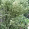 Butterfly Japanese Maple - 3 Gallon Pot