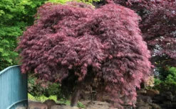 Crimson Queen Dwarf Japanese Maple (High Graft Tree Form) - 2 Gallon Pot -OLALA Plant Shop Japanese Maple Crimson Queen 22