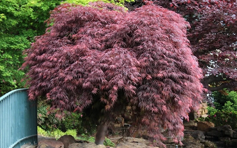 Crimson Queen Dwarf Japanese Maple - 5 Gallon Pot 7 Crimson Queen Dwarf Japanese Maple - 5 Gallon Pot - Image 7