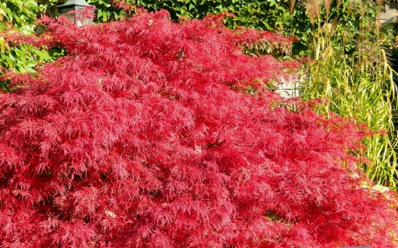 Crimson Queen Dwarf Japanese Maple - 5 Gallon Pot 5 Crimson Queen Dwarf Japanese Maple - 5 Gallon Pot - Image 5