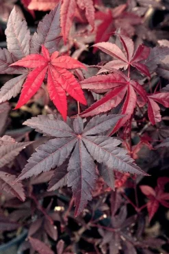 Emperor 1 Japanese Maple - 2 Gallon Pot -OLALA Plant Shop Japanese Maple Emperor 1 500x750 4