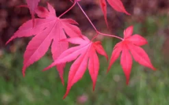 Bloodgood Red Leaf Japanese Maple - 2 Gallon Pot -OLALA Plant Shop Japanese Maple Fall Color 1
