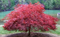 Firefall Lace Leaf Japanese Maple - 5 Gallon Pot -OLALA Plant Shop Japanese Maple Firefall 1