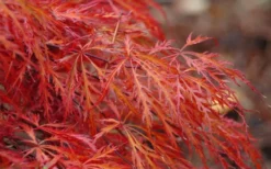 Firefall Lace Leaf Japanese Maple - 5 Gallon Pot -OLALA Plant Shop Japanese Maple Firefall 2