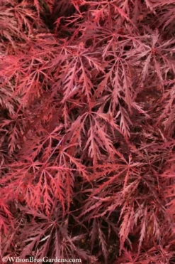 Firefall Lace Leaf Japanese Maple - 1 Gallon Pot -OLALA Plant Shop Japanese Maple Firefall 3 1