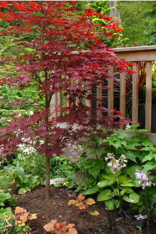 Fireglow Red Leaf Japanese Maple - 5 Gallon Pot (4-4.5') 4 Fireglow Red Leaf Japanese Maple - 5 Gallon Pot (4-4.5') - Image 4