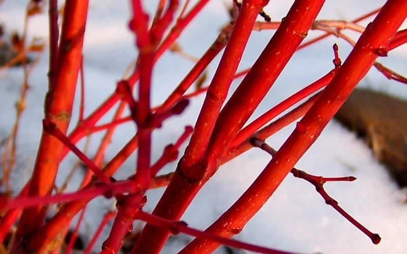 Little Sango' Dwarf Coral Bark Japanese Maple - 5 Gallon Pot 8 Little Sango' Dwarf Coral Bark Japanese Maple - 5 Gallon Pot - Image 8