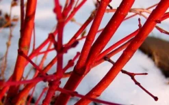 Fjellheim Dwarf Coral Bark Japanese Maple - 3 Gallon Pot -OLALA Plant Shop Japanese Maple Fjellheim 2