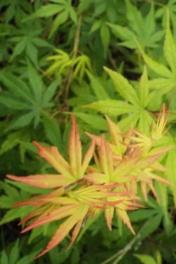 Glowing Embers Japanese Maple - 7 Gallon Pot (7'+) 13 Glowing Embers Japanese Maple - 7 Gallon Pot (7'+) -OLALA Plant Shop Japanese Maple Glowing Embers 6 2