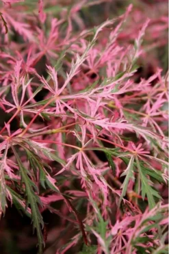 Hana Matoi Pink Leaf Japanese Maple - Acer Palmatum - 5 Gallon Pot 7 Hana Matoi Pink Leaf Japanese Maple - Acer Palmatum - 5 Gallon Pot -OLALA Plant Shop Japanese Maple Hana Matoi Leaves Closeup