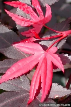 Red 'N Summer Japanese Maple - Acer Palmatum 'Hefner's Red' - 3 Gallon Pot -OLALA Plant Shop Japanese Maple Hefners Red 20