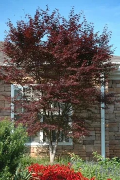Red 'N Summer Japanese Maple - Acer Palmatum 'Hefner's Red' - 3 Gallon Pot