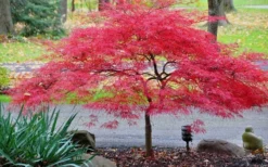 Inaba Shidare Red Japanese Maple - 5 Gallon Pot (2-3') -OLALA Plant Shop Japanese Maple Inaba Shidare 2 2