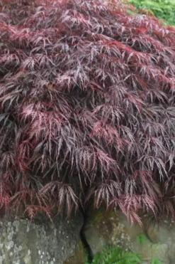 Inaba Shidare Red Japanese Maple - 1 Gallon Pot 8 Inaba Shidare Red Japanese Maple - 1 Gallon Pot -OLALA Plant Shop Japanese Maple Inaba Shidare 5