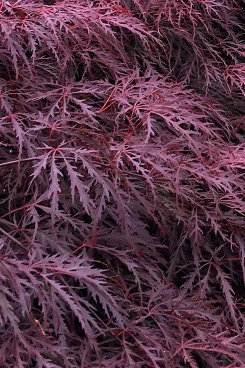 Inaba Shidare Red Japanese Maple - 3 Gallon Pot 1 Inaba Shidare Red Japanese Maple - 3 Gallon Pot