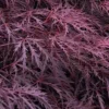 Inaba Shidare Red Japanese Maple - 5 Gallon Pot (2-3')