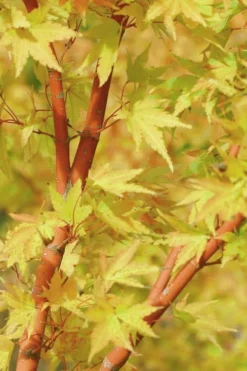 Japanese Sunrise Japanese Maple - 3 Gallon Pot 9 Japanese Sunrise Japanese Maple - 3 Gallon Pot -OLALA Plant Shop Japanese Maple Japanese Sunrise Bark 500x700 1