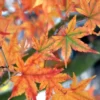 Japanese Sunrise Japanese Maple - 3 Gallon Pot