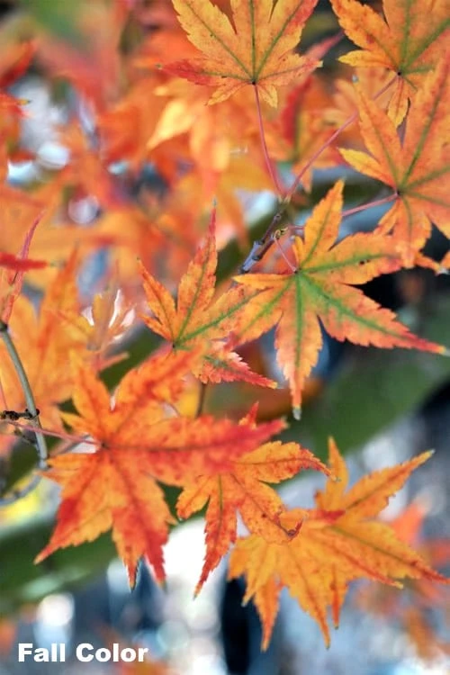 Japanese Sunrise Japanese Maple - 3 Gallon Pot 1 Japanese Sunrise Japanese Maple - 3 Gallon Pot