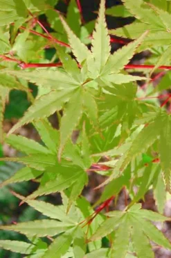 Japanese Sunrise Japanese Maple - 3 Gallon Pot 8 Japanese Sunrise Japanese Maple - 3 Gallon Pot -OLALA Plant Shop Japanese Maple Japanese Sunrise Spring 500x700 1