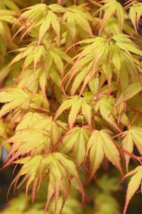 Katsura Japanese Maple - 3 Gallon Pot 5 Katsura Japanese Maple - 3 Gallon Pot - Image 5